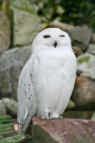 Eule, Schnee-Eule - Snowy owl 