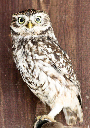 Eule, Steinkauz - Little owl 