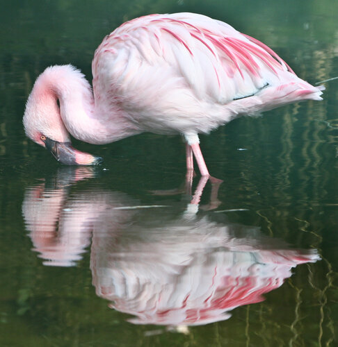 Flamingo, Zwergflamingo - Lesser flamingo 