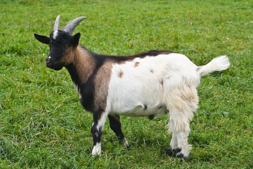 Ziege, Afrikanische Zwergziege - Westafrican pygmy goat 