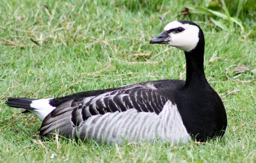 Gans, Weißwangengans - Barnacle goose 