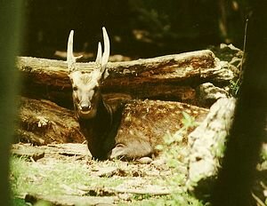 Hirsch, Prinz-Alfred-Hirsch - Visayan spotted deer