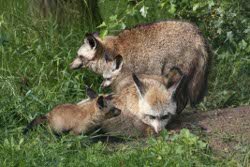 Fuchs, Löffelhund - Bat-eared fox 