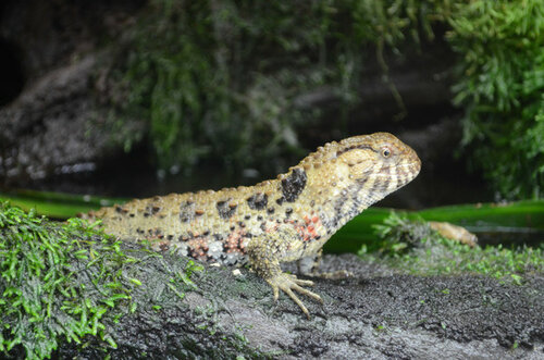 Echse, Chinesische Krokodilschwanzechse - Chinese crocodile lizard