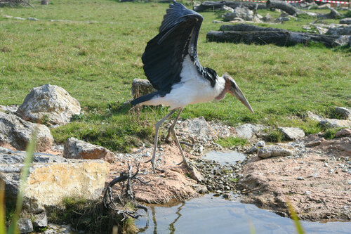 Storch, Marabu - Marabou stork 