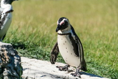 Pinguin, Brillenpinguin - African penguin