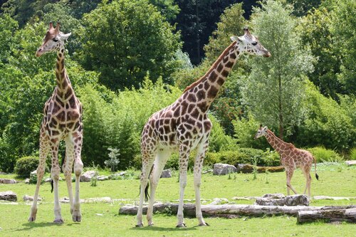 Giraffe, Rothschild- und Netzgiraffe - Rothschild’s giraffe and reticulated giraffe