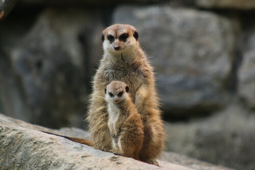 Manguste, Erdmännchen - Meerkat, suricate 