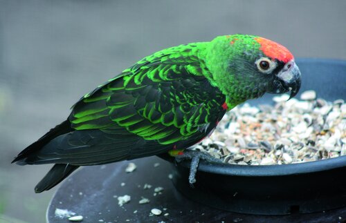 Papagei, Kongopapagei - Red-fronted parrot