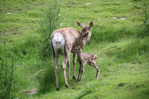 Hirsch, Buchara-Hirsch - Bactrian deer