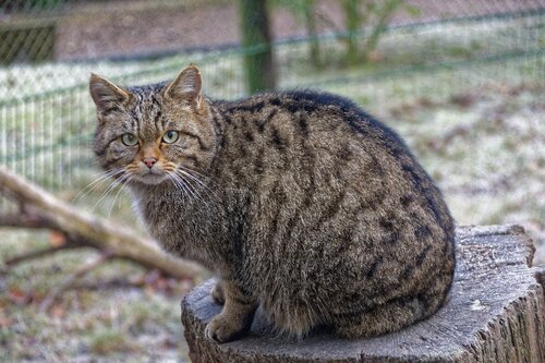 Katze, Europäische Wildkatze - European wildcat 