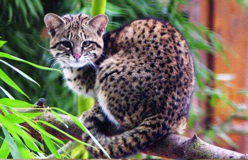 Katze, Salzkatze - Geoffroy's cat