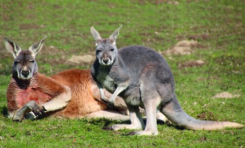 Känguru, Rotes Riesenkänguru - Red kangaroo