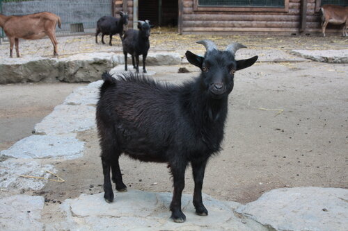 Ziege, Afrikanische Zwergziege (schwarze Form) - Westafrican pygmy goat 
