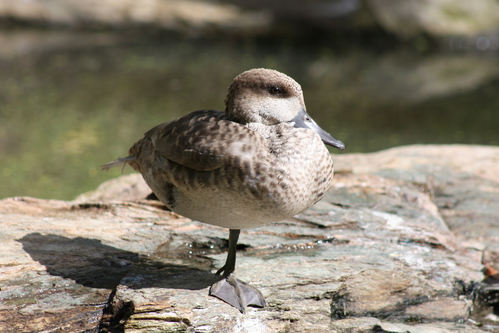 Ente, Marmelente - Marbled duck