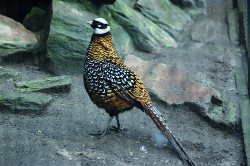 Fasan, Königsfasan - Reeves's pheasant