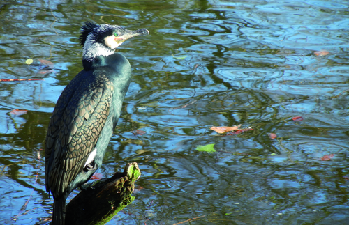 Kormoran - Great cormorant