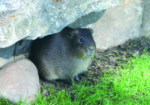 Meerschweinchen, Sumpfmeerschweinchen - Greater Guinea pig