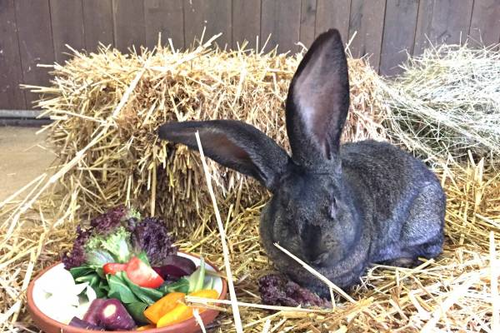 Kaninchen, Belgischer Riese - Flemish giant rabbit