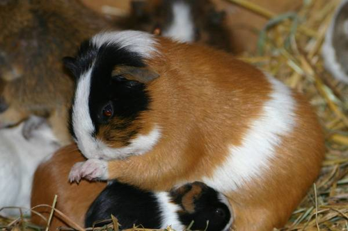 Meerschweinchen, Hausmeerschweinchen - Domestic Guinea pig