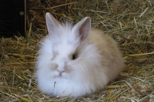 Kaninchen, Hauskaninchen - Domestic rabbit