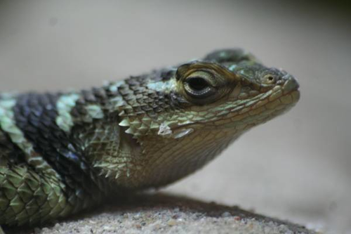 Echse, Blauer Stachelleguan - Blue spiny lizard