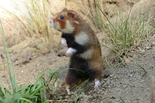 Hamster, Feldhamster - European hamster