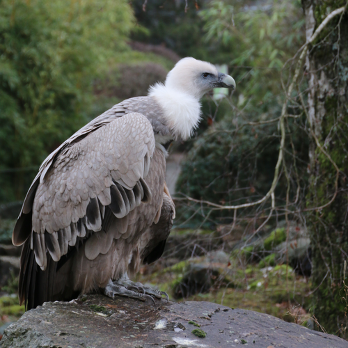 Geier, Gänsegeier - Griffon vulture