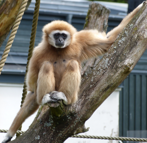 Gibbon - Zootier des Jahres 2019