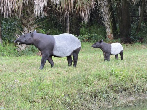 2019-07-Schabrackentapir mit Jungtier.jpg