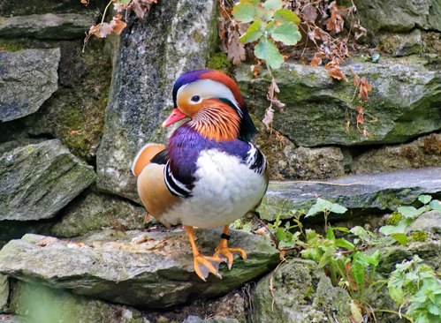 Ente, Mandarinente - Mandarin duck
