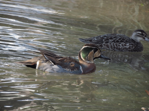 Ente, Baikalente - Baikal teal