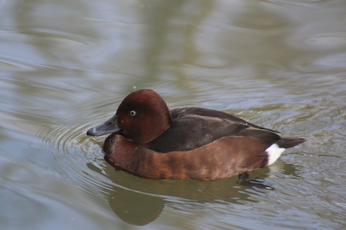 Ente, Moorente - Ferruginous duck