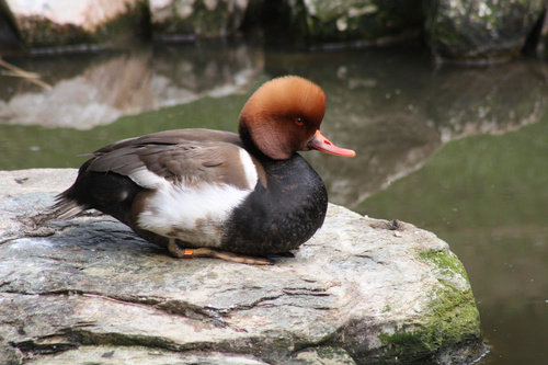 Ente, Kolbenente - Redcrested pochard