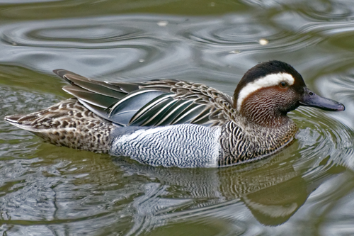 Ente, Knäkente - Garnagay