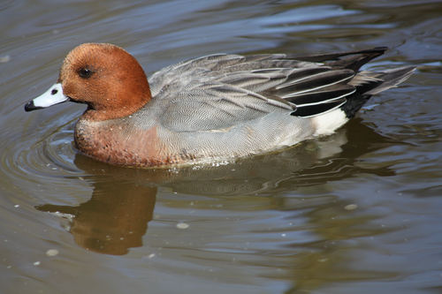 Ente, Pfeifente - Eurasian wigeon