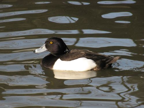 Ente, Reiherente - Tufted duck