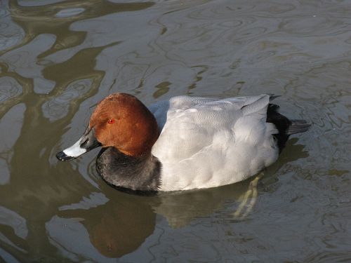 Ente, Tafelente - Common pochard