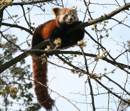 2019-03-19-Panda Roter.jpg