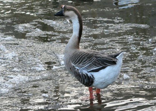 Gans, Höckergans - Swan goose