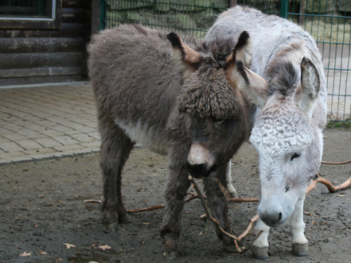 Esel, Hausesel - Domestic donkey 