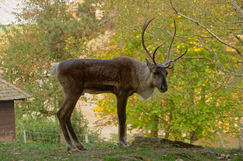 Hirsch, Europäisches Waldrentier - European forest reindeer