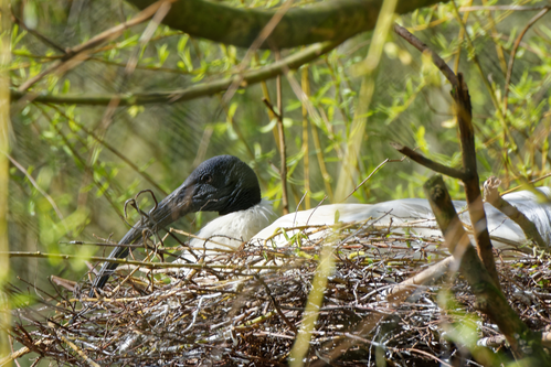 Ibis, Schwarzkopfibis - Black-headed ibis