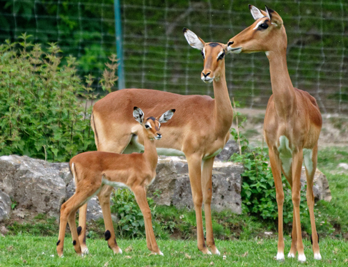 Antilope, Impala - Impala 