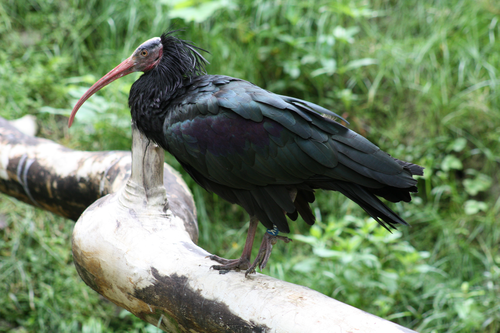 Ibis, Waldrapp - Northern bald ibis 
