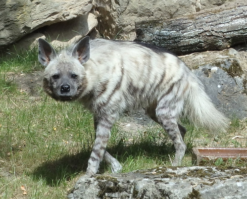 Hyäne, Streifenhyäne - Striped hyena