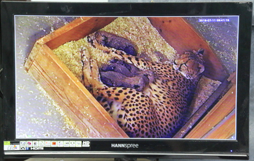 28-2019 Gepard mit juv Monitorbild Opel-Zoo.jpg