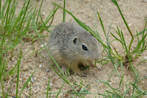 Europäische Ziesel in Tschechien ausgewildert