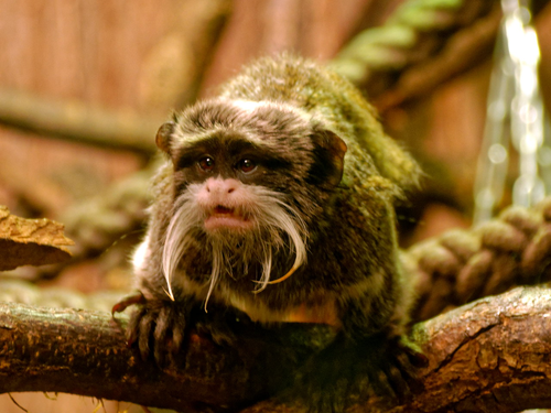 Kaiserschnurrbart-Tamarin im Opel-Zoo