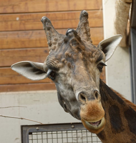 Opel-Zoo: Giraffenbulle Gregor ist tot